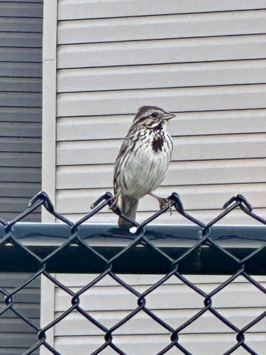 Song Sparrow