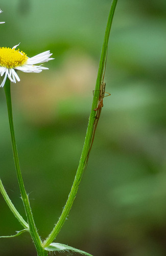 Silver Long-jawed Orbweaver