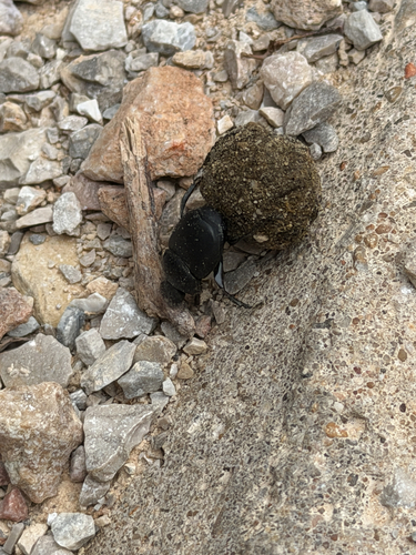 Dung Rollers