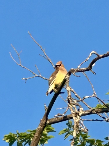 Cedar Waxwing