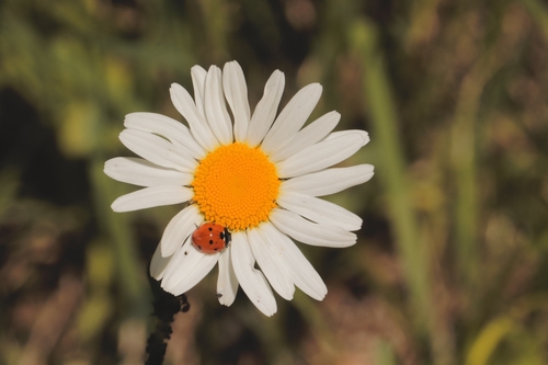 Convergent Lady Beetle