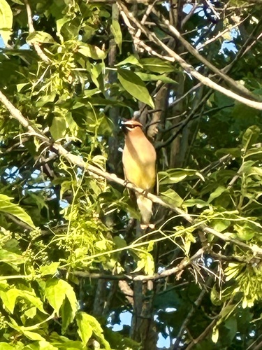 Cedar Waxwing