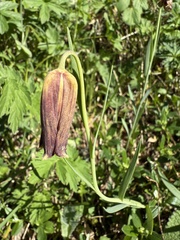 (c) Cenaida, some rights reserved (CC BY) Fritillaria pyrenaica, photograph (c) Cenaida, some rights reserved (CC BY)