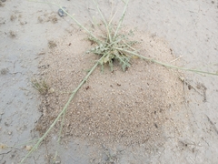 Cataglyphis adenensis