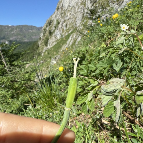 Fritillaria pyrenaica, photograph 2