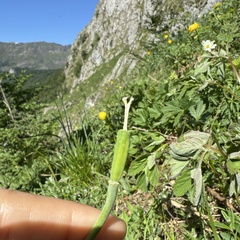 (c) Cenaida, some rights reserved (CC BY) Fritillaria pyrenaica, photograph (c) Cenaida, some rights reserved (CC BY)