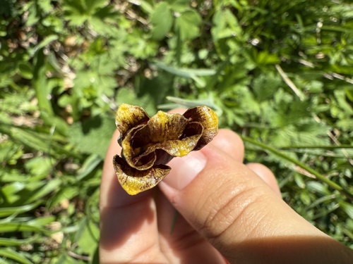 Fritillaria pyrenaica, photograph 3