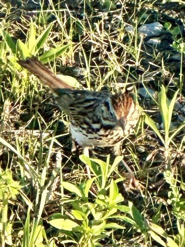 Song Sparrow