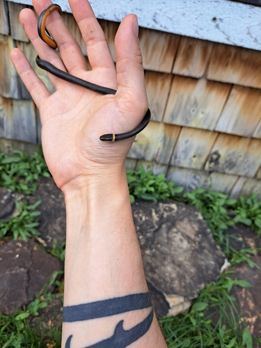 Ring-necked Snake