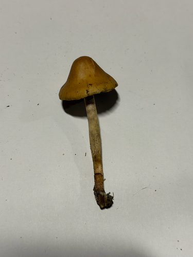 Psilocybe subaeruginosa