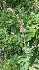 Salvia sclareoides