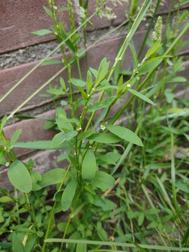 Prostrate Knotweed