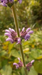 Salvia sclareoides