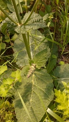 Salvia sclareoides