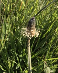 Plantago lanceolata