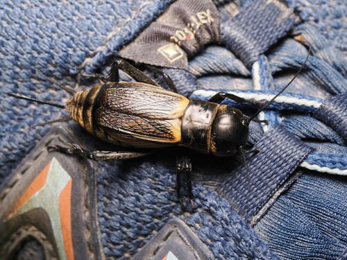 Gryllus campestris