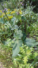 Salvia sclareoides