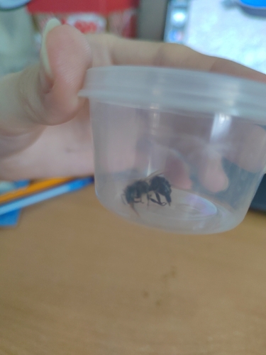 Blue Mason Bee