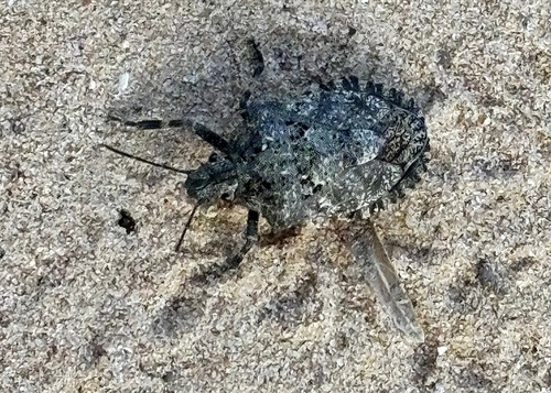 Rough Stink Bugs
