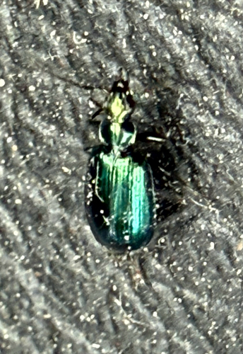 Lebia viridis