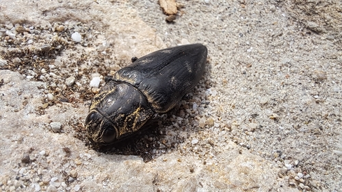 Chalcophora detrita