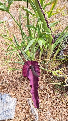 dragon arum
