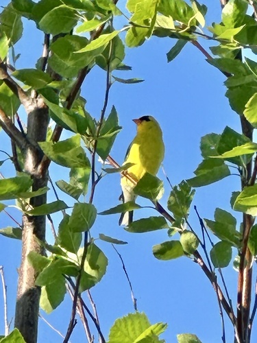 American Goldfinch