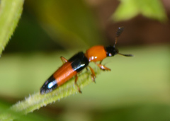 Languria trifasciata