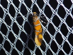 Promalactis procerella