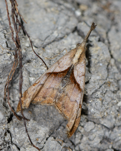 Dark-spotted Palthis Moth