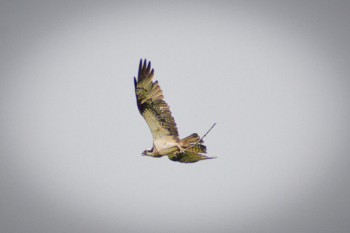 Osprey