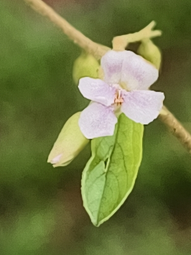 Helicteres angustifolia, photograph 4