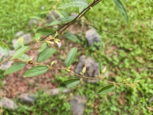 Helicteres angustifolia, photograph 5