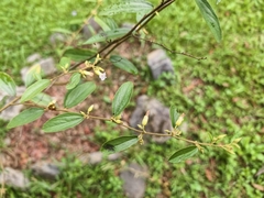 Helicteres angustifolia, photograph (c) Yinling Chen, some rights reserved (CC BY)
