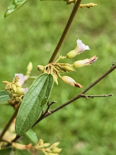 Helicteres angustifolia, photograph 6