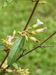 Helicteres angustifolia, photograph (c) Yinling Chen, some rights reserved (CC BY)