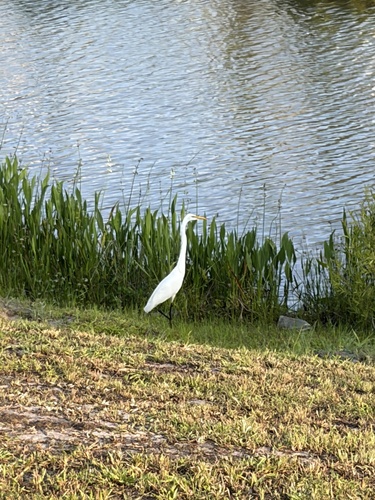 Great Egret