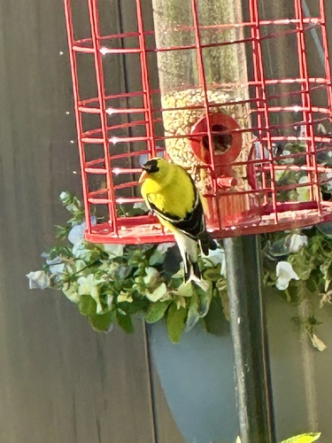 American Goldfinch
