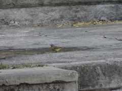 Leiothlypis ruficapilla