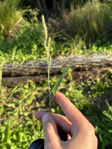 Echinochloa crus-galli