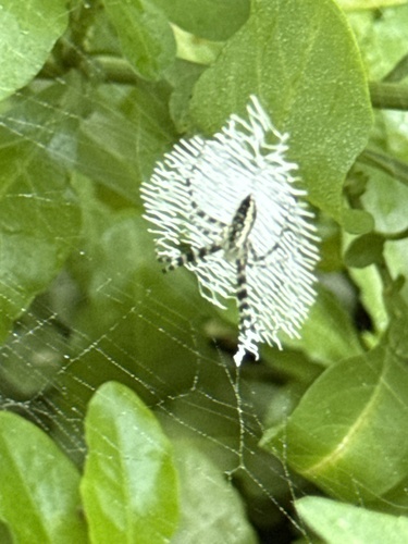 Yellow Garden Spider