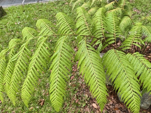 Cibotium taiwanense