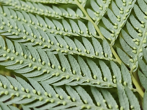 Cibotium taiwanense, photograph 1