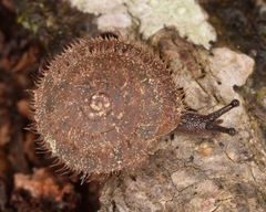 Stenotrema barbigerum