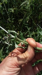 Stenosphenus dolosus