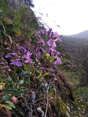 Hesperis pycnotricha