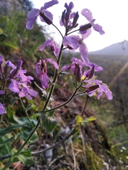 Hesperis pycnotricha