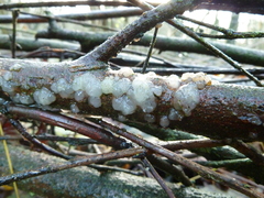 Exidia thuretiana