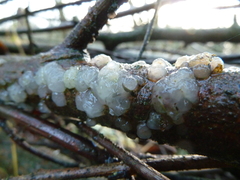 Exidia thuretiana