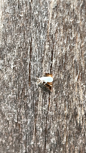 Coniopteryx maculithorax